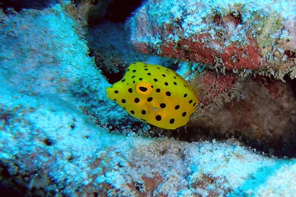 ミナミハコフグの幼魚