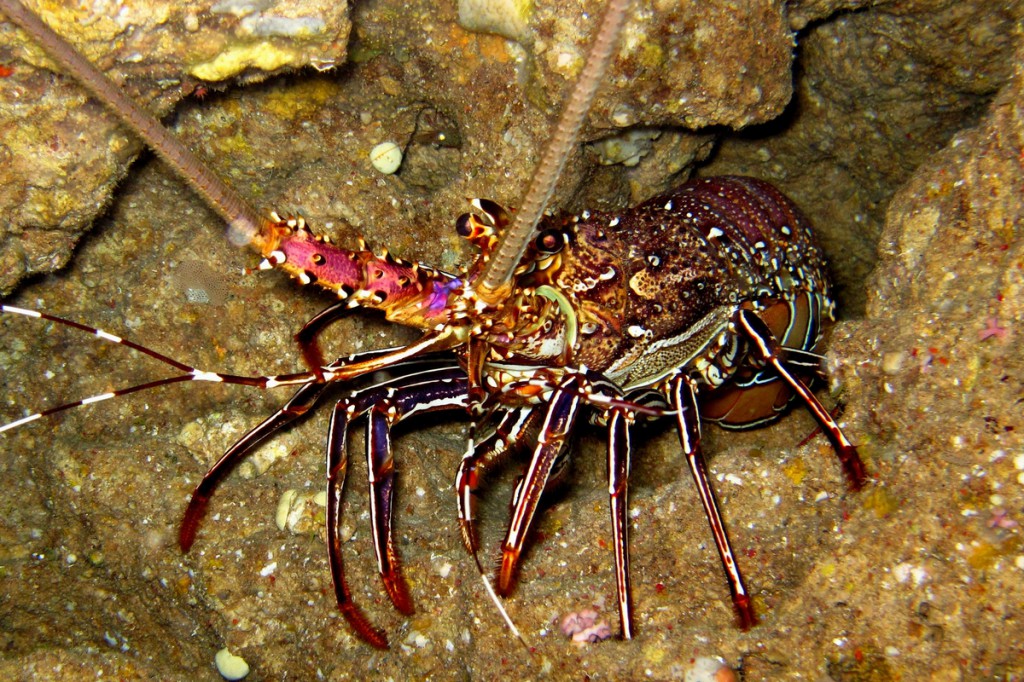 カノコイセエビ シラヒゲエビ型