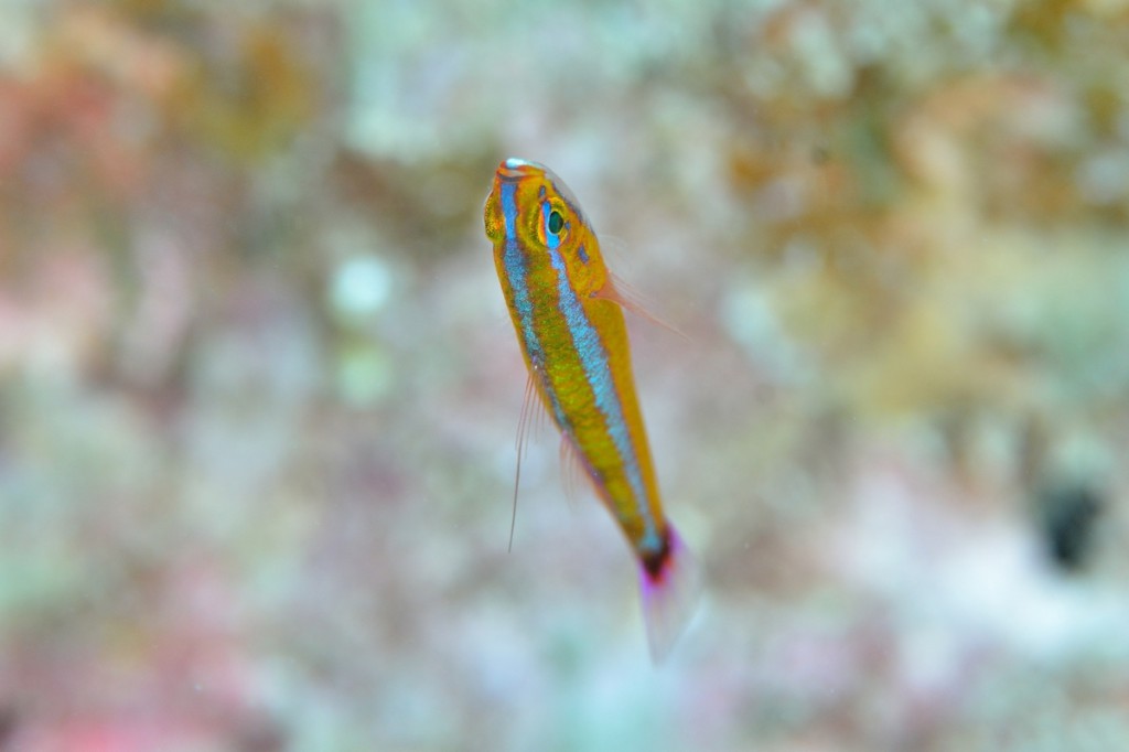 仰向けに泳ぐ魚 アオギハゼ