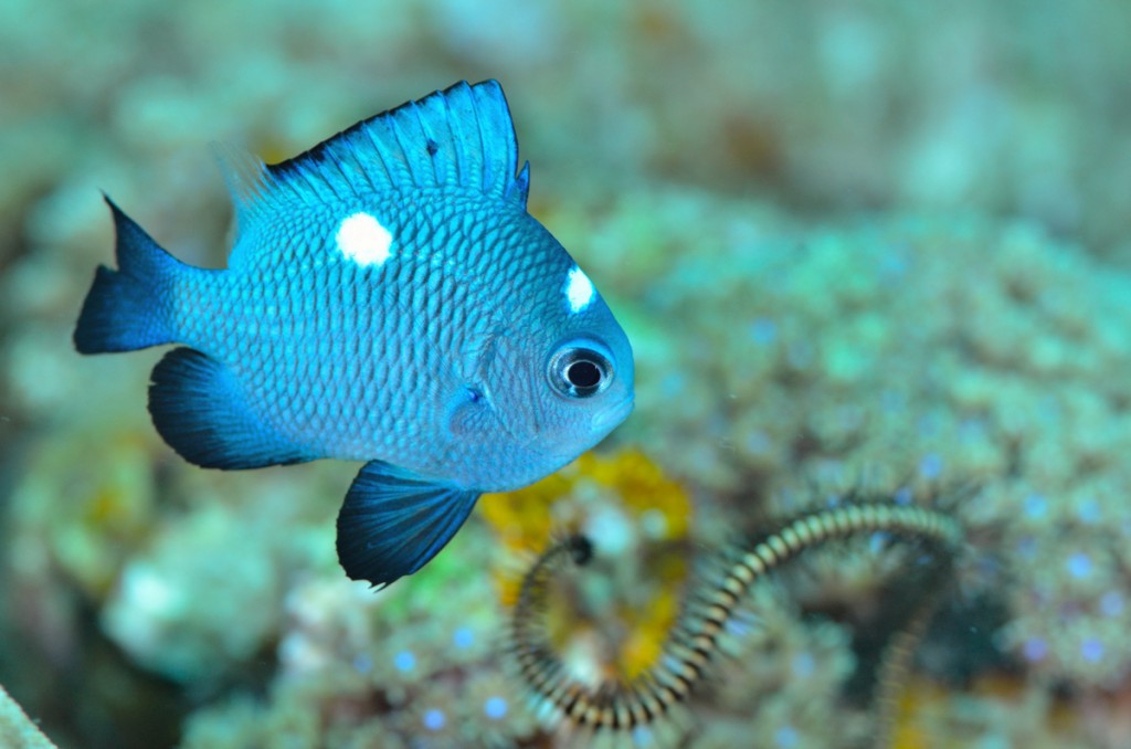 ミツボシクロスズメダイの若魚