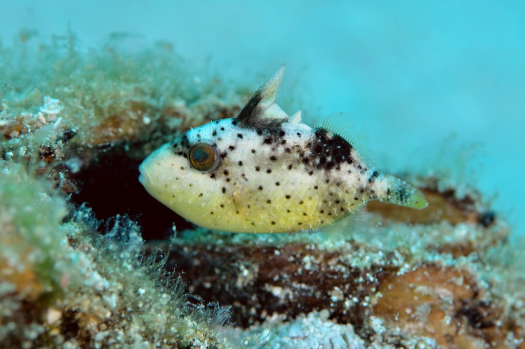 可愛らしいゴマモンガラの幼魚