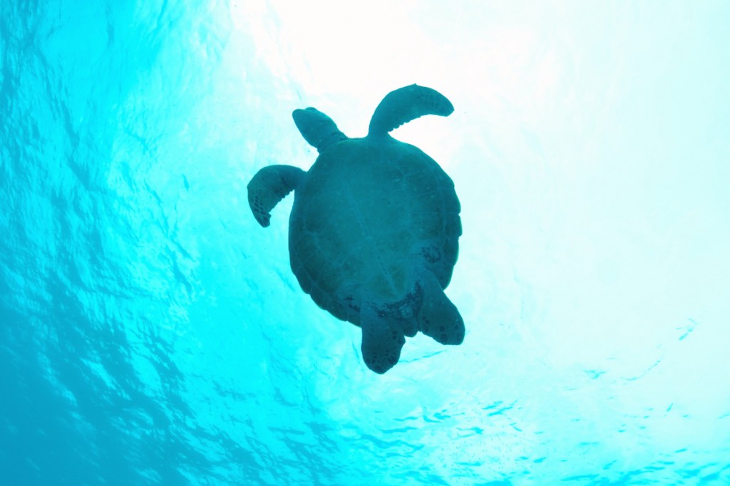 水納島 海ガメのシルエット