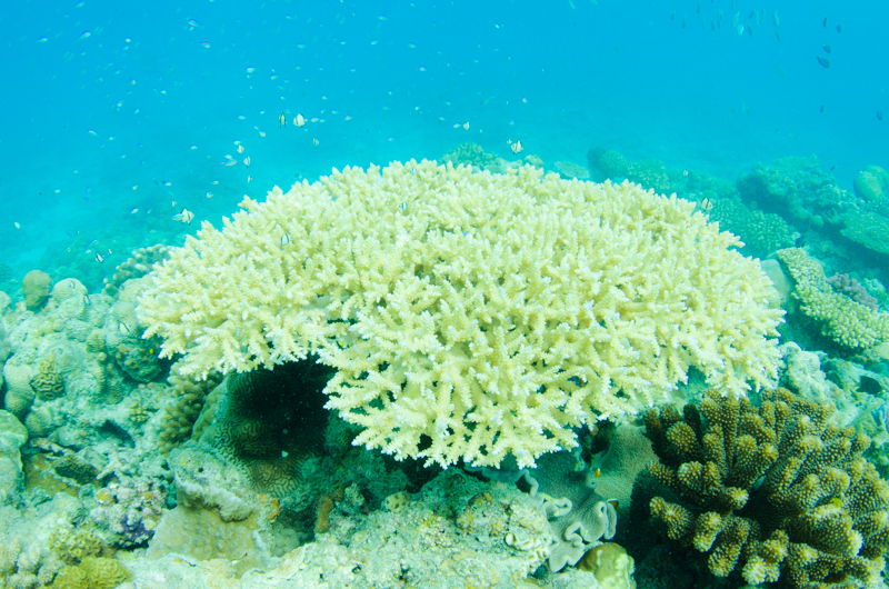 水納島の珊瑚礁とスズメダイ