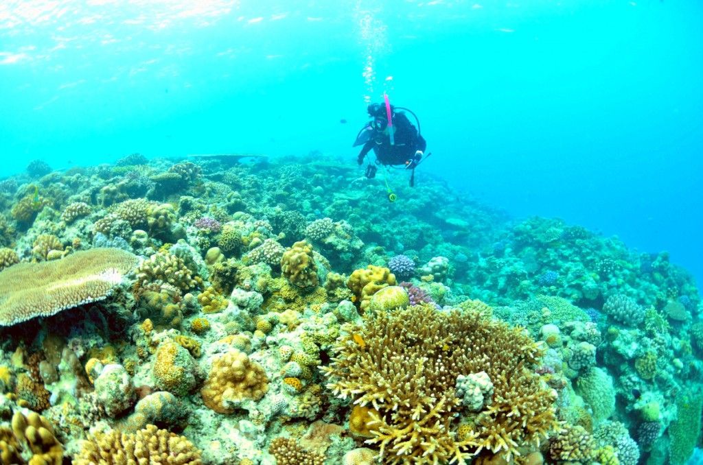 水納島の珊瑚礁とダイバー