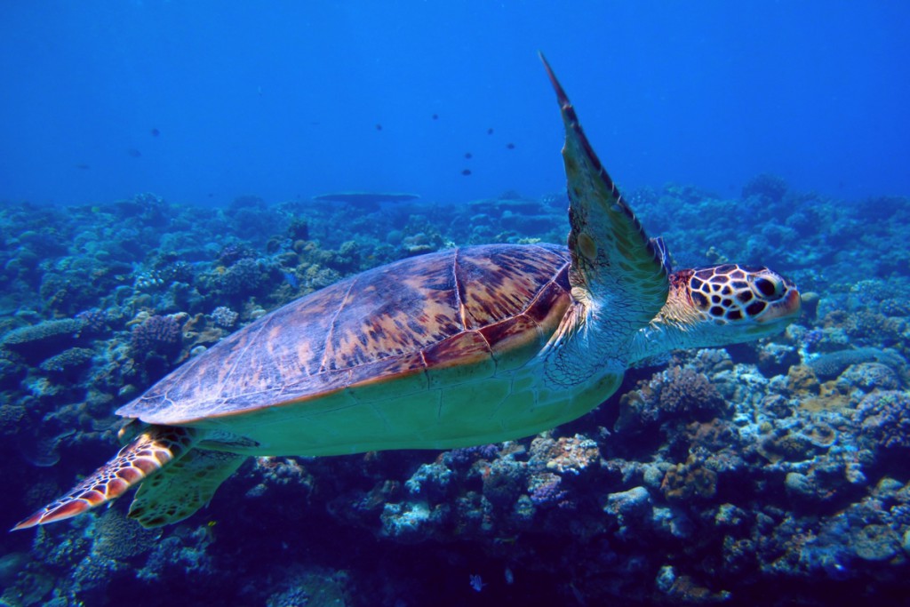 水納島のアオウミガメ