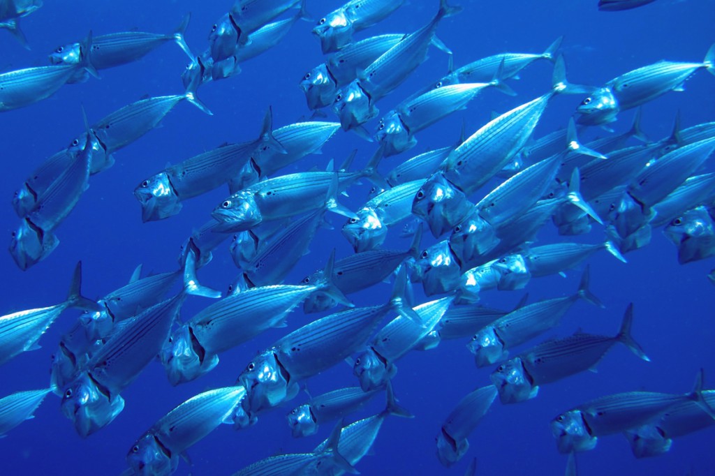 大きく口をあけてプランクトンを濾過する魚