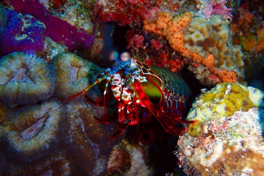 水納島のモンハナシャコ