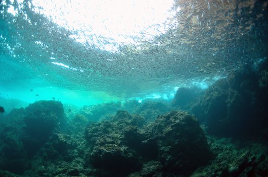 青の洞窟と魚の群れ