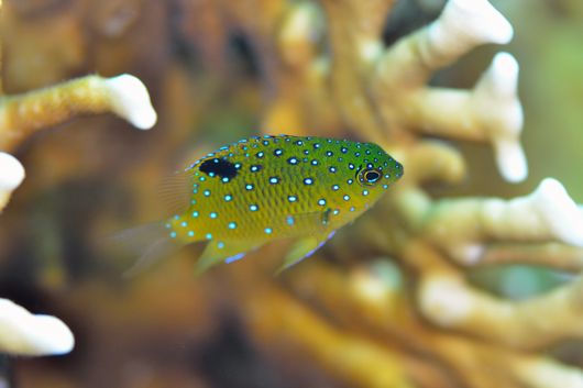 ルリホシスズメダイの幼魚