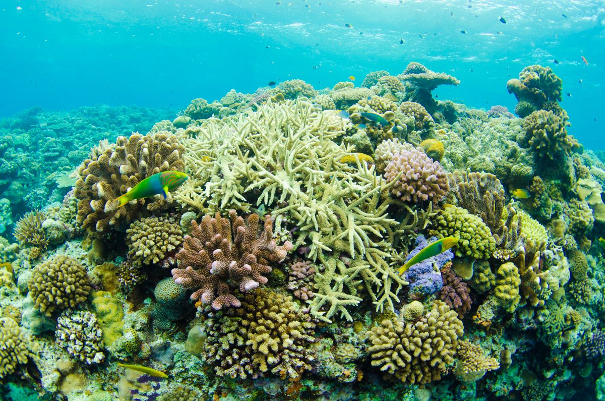 沖縄で最も美しい水納島の珊瑚礁 水中写真撮影 空 良太郎