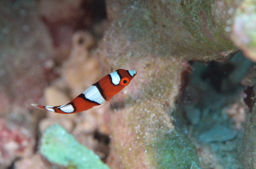 ツユベラの幼魚