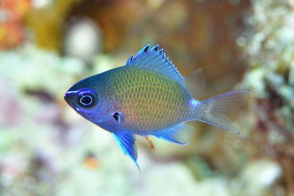 アマミスズメダイの幼魚