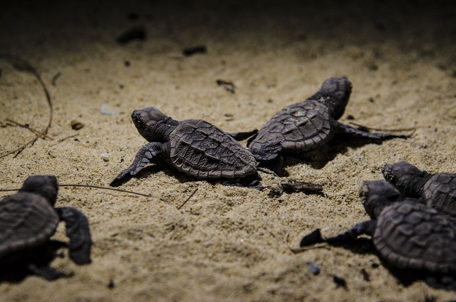 ウミガメの孵化と放流 2