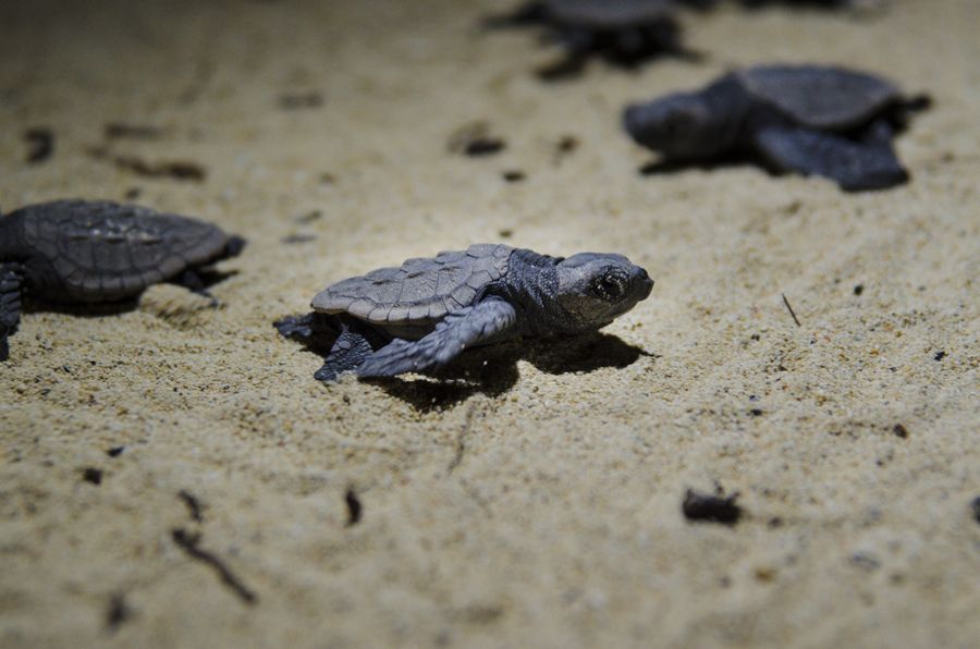 ウミガメの孵化と放流 3