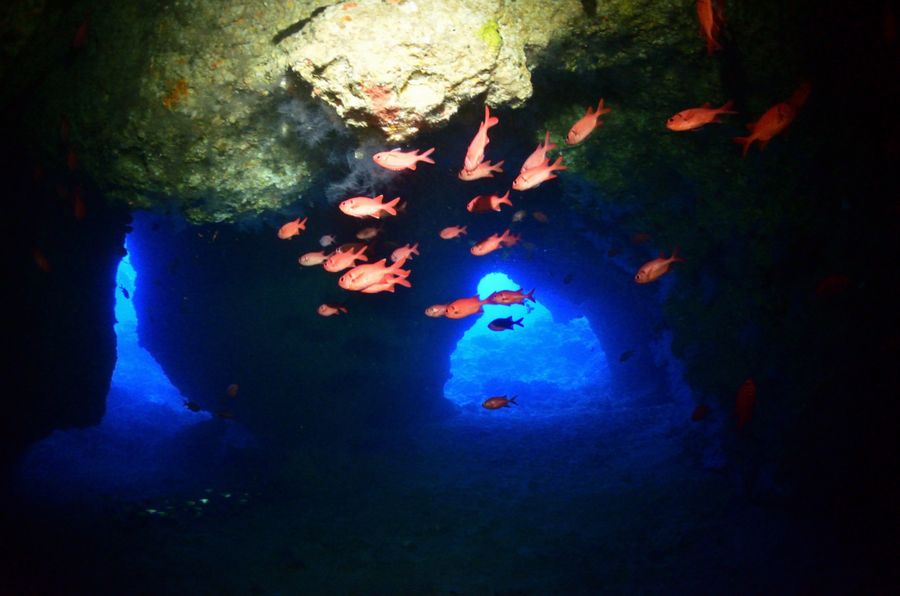 伊江島　オホバの大洞窟の魚達