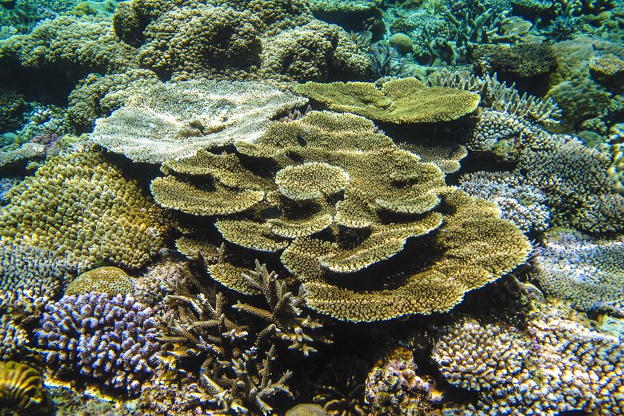 水納島のテーブルサンゴ