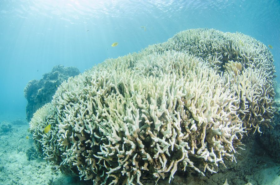 沖縄北部　珊瑚礁の白化現象 2
