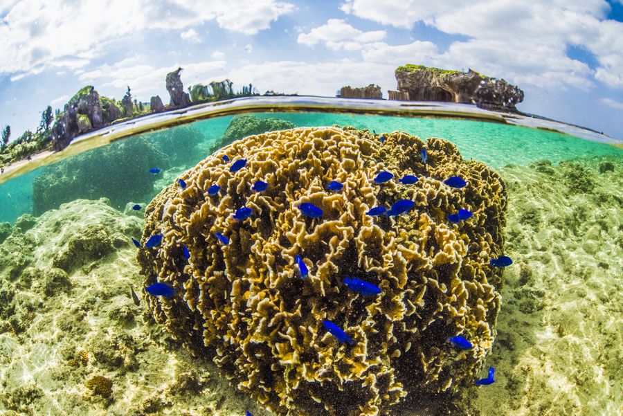 珊瑚礁とルリスズメダイの半水面写真