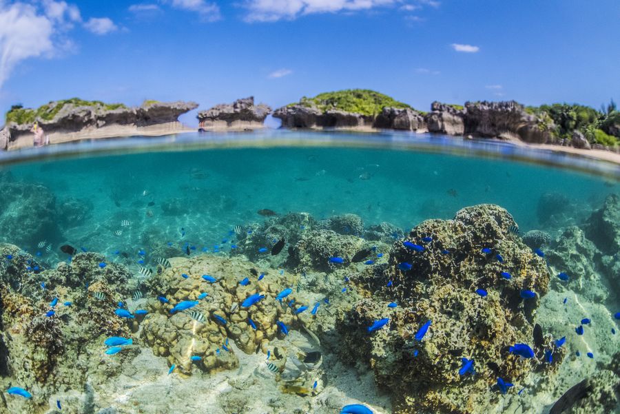 ルリスズメダイの半水面写真