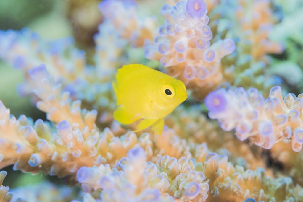 珊瑚に隠れるネッタイスズメダイの幼魚