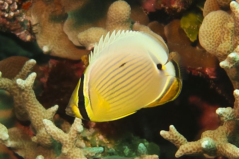 ミスジチョウチョウウオの幼魚