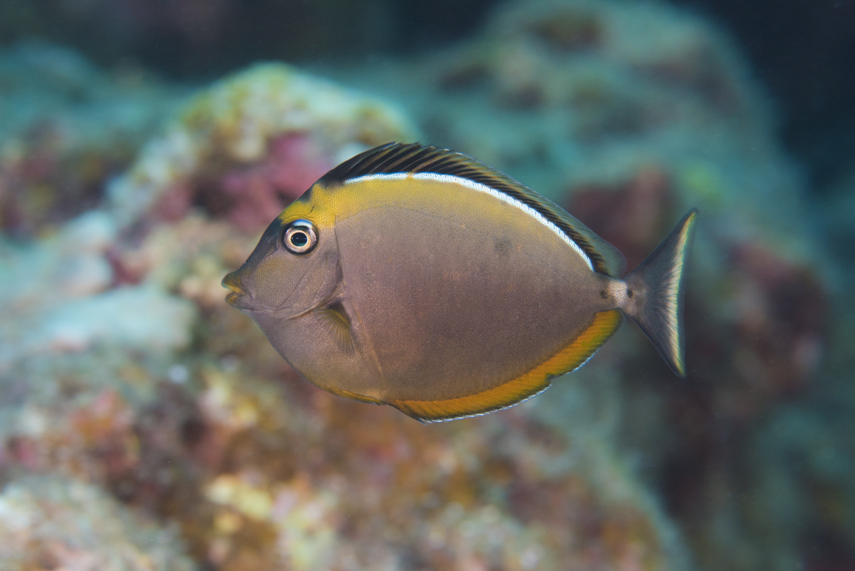 ミヤコテングハギの幼魚 水中写真 動画撮影 空 良太郎