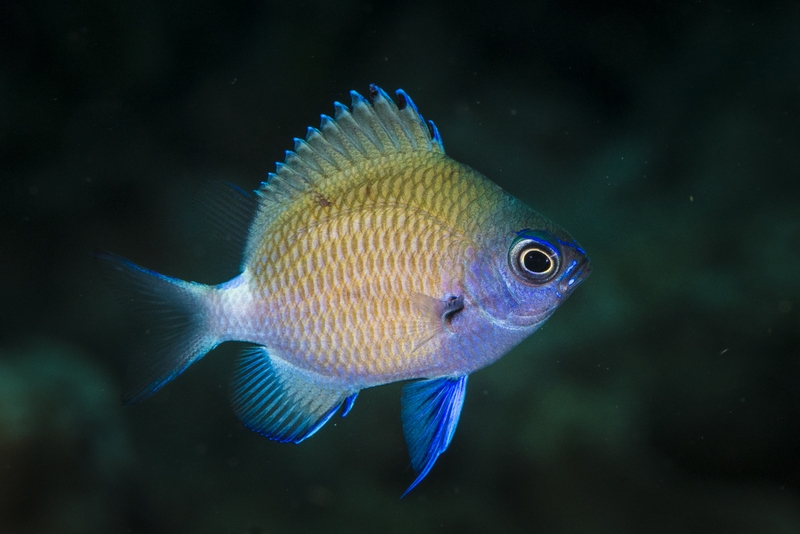 アマミスズメダイの幼魚