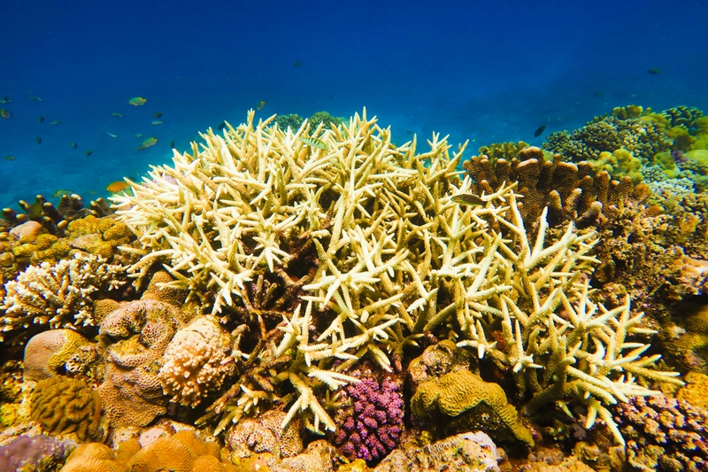 水納島の珊瑚礁の群生