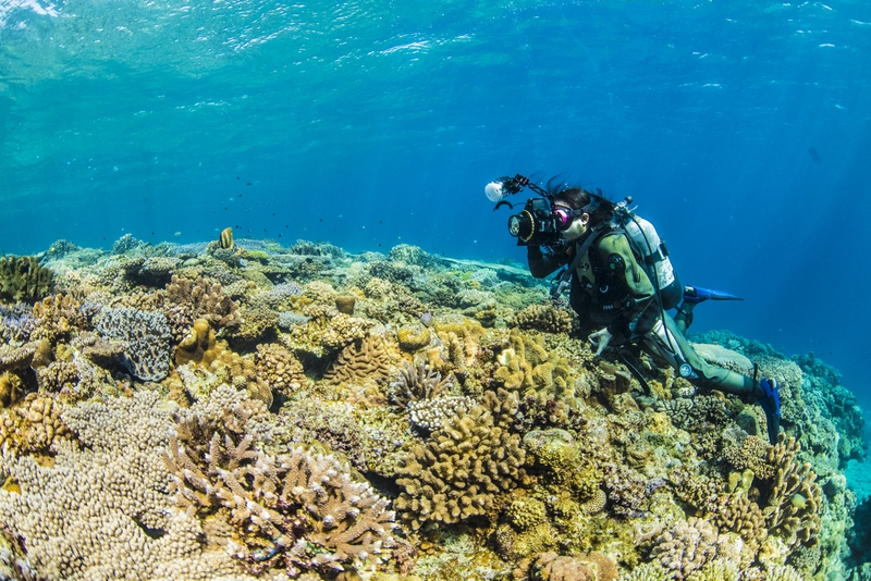 水納島の珊瑚礁に生息する魚を撮影するダイバー