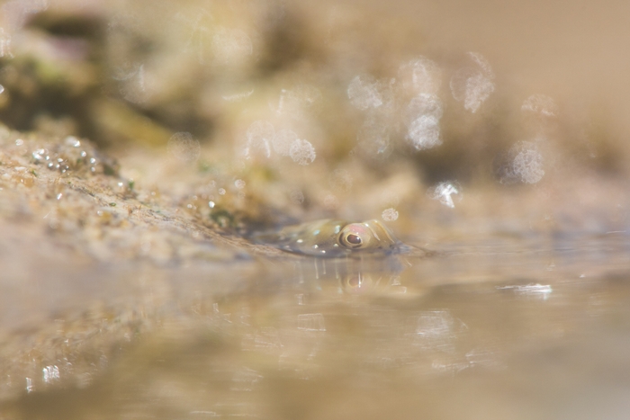ロウソクギンポの水面写真