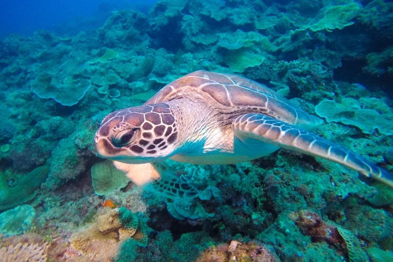 食事中の海亀・Gopro動画　シークレットポイント