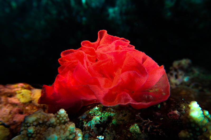 ミカドウミウシの卵・水中の赤い薔薇