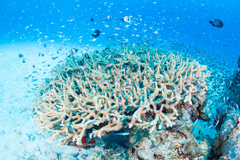 水納島の珊瑚礁と魚達