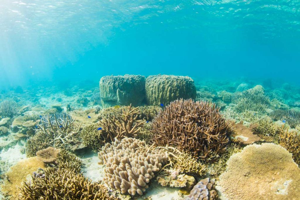 ゴリラチョップの浅瀬の珊瑚礁