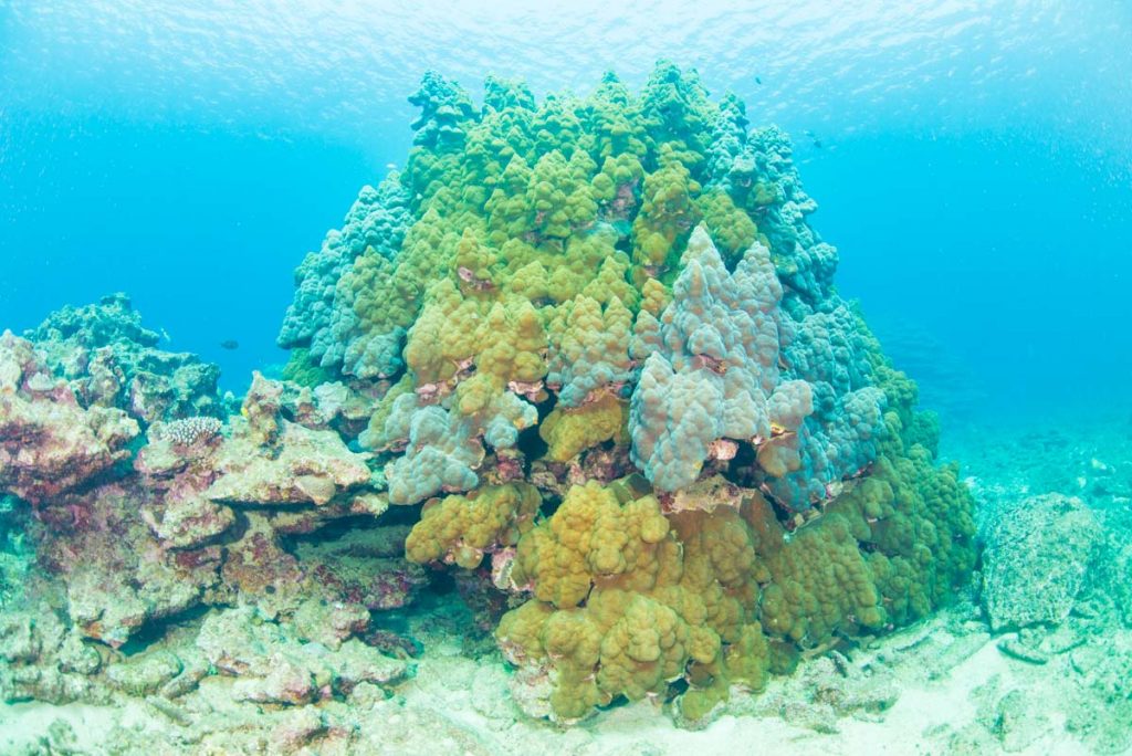 【辺野古・大浦湾】ハマサンゴ科の仲間