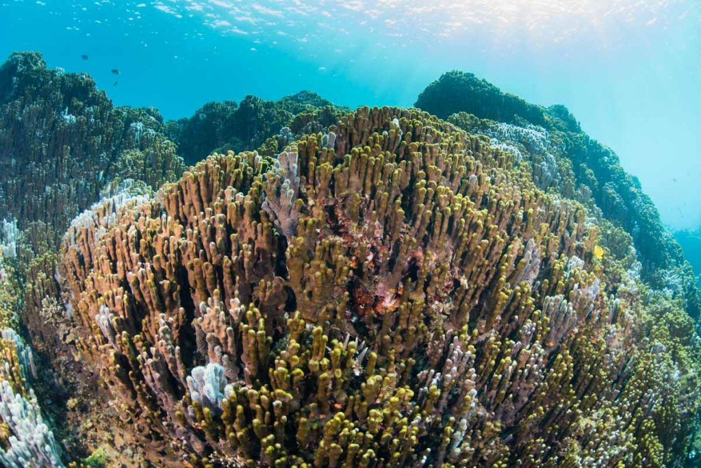 【辺野古・大浦湾】アオサンゴ・青珊瑚の群生④