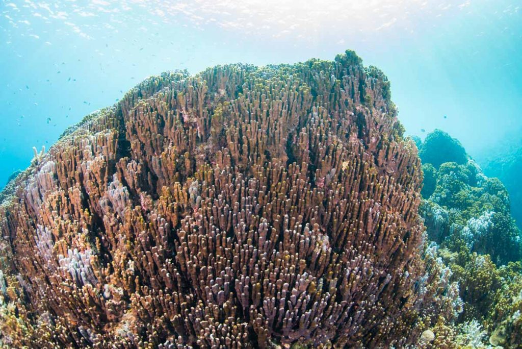 【辺野古・大浦湾】アオサンゴ・青珊瑚の群生