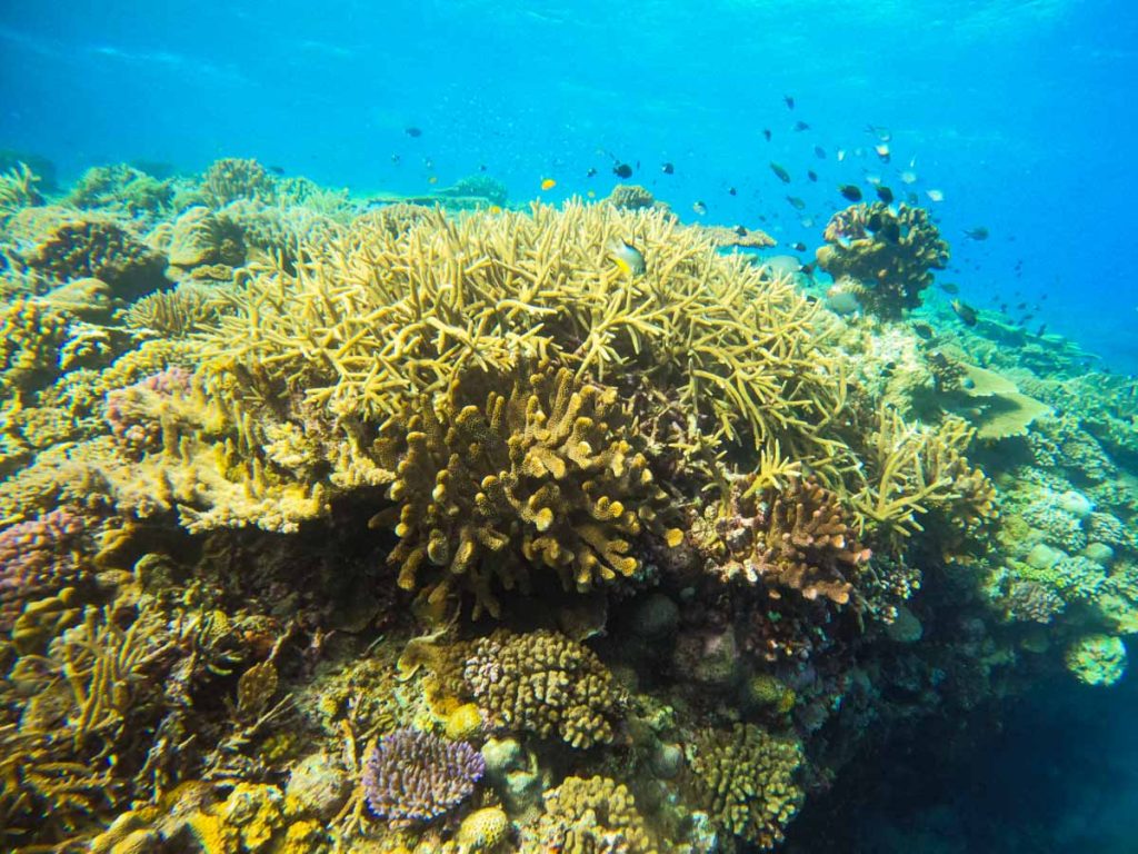 Gopro hero9の水中撮影・浅瀬の珊瑚
