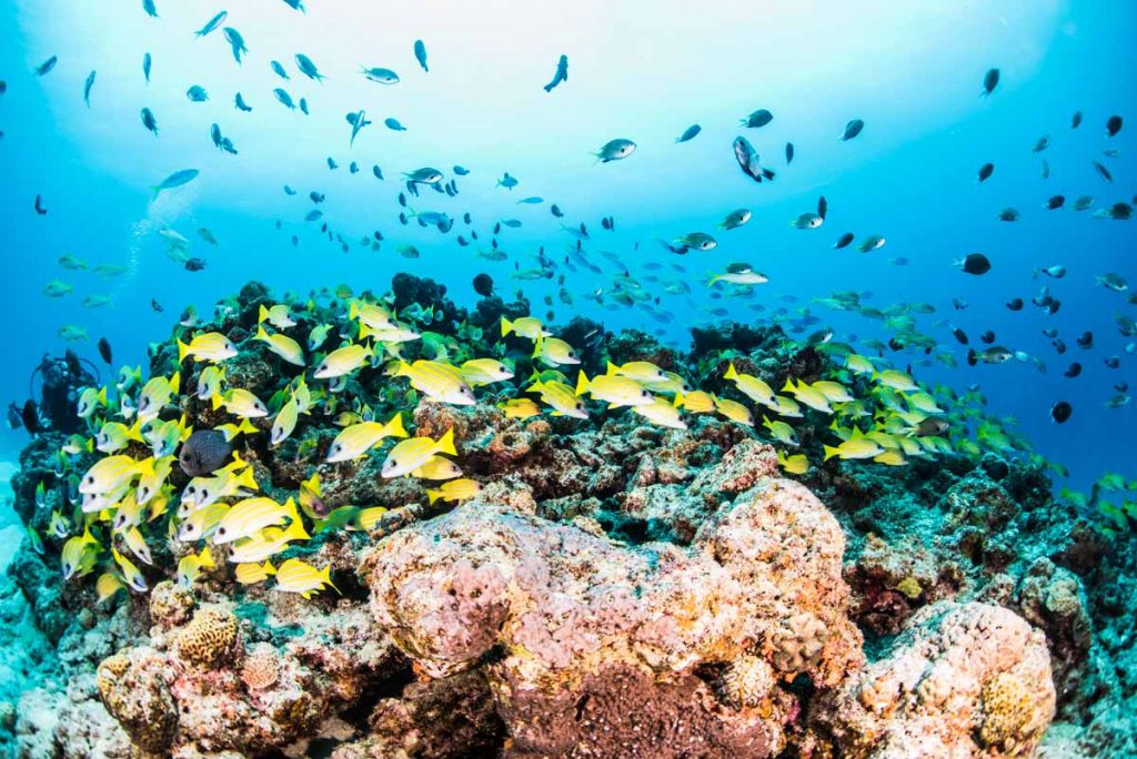 水納島のポパイ・魚たちの群れ