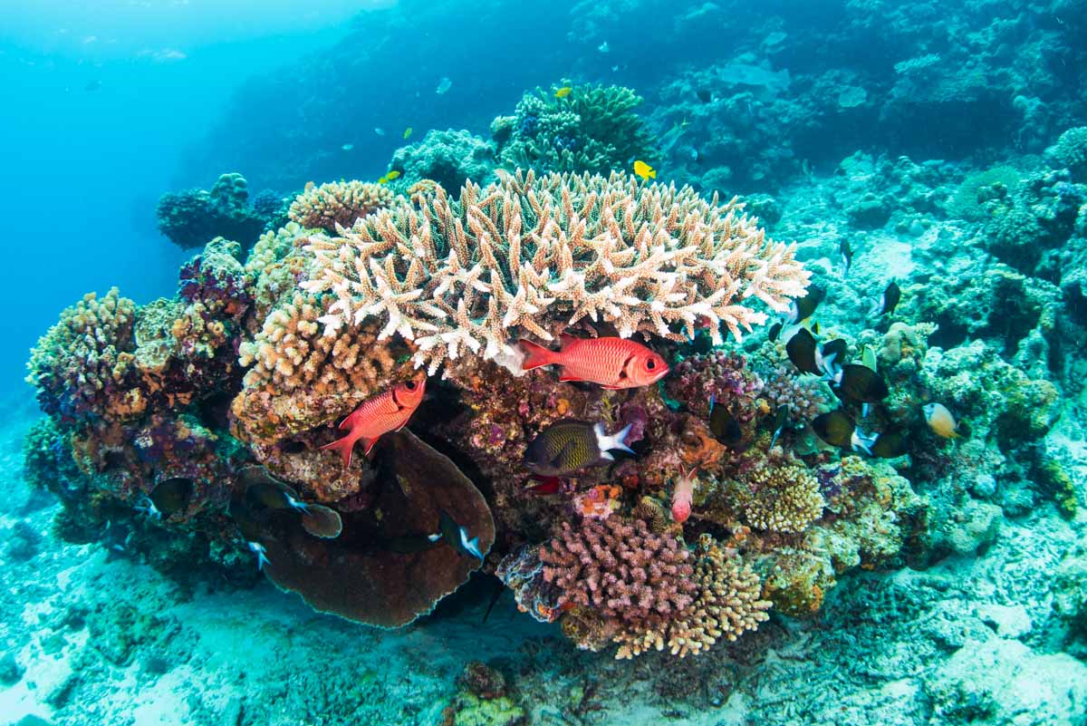 水納島・浅瀬の珊瑚とアカマツカサ