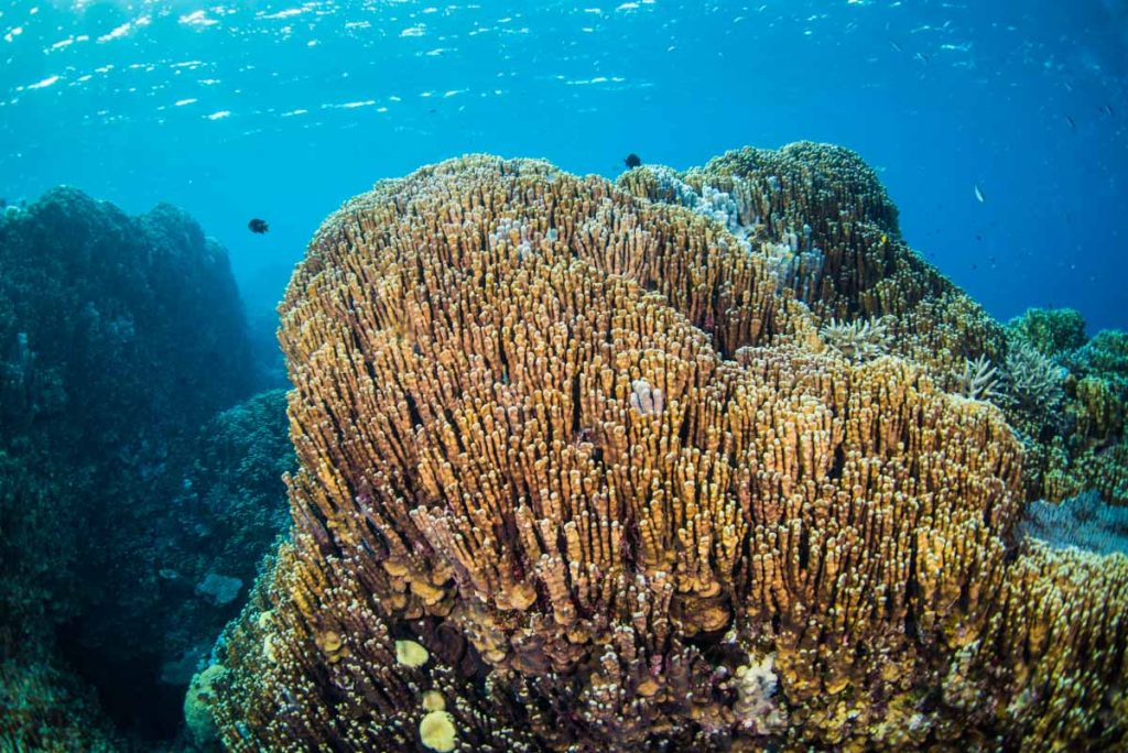 辺野古基地のすぐそばに！！世界的な古代サンゴ