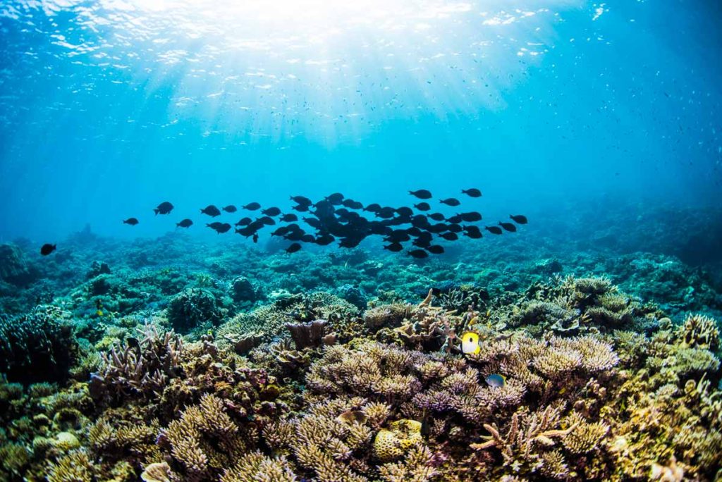 辺野古(大浦湾)の海の魚達