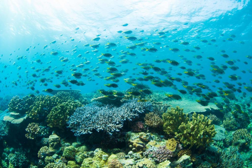 水納島の珊瑚とスズメダイの群れ
