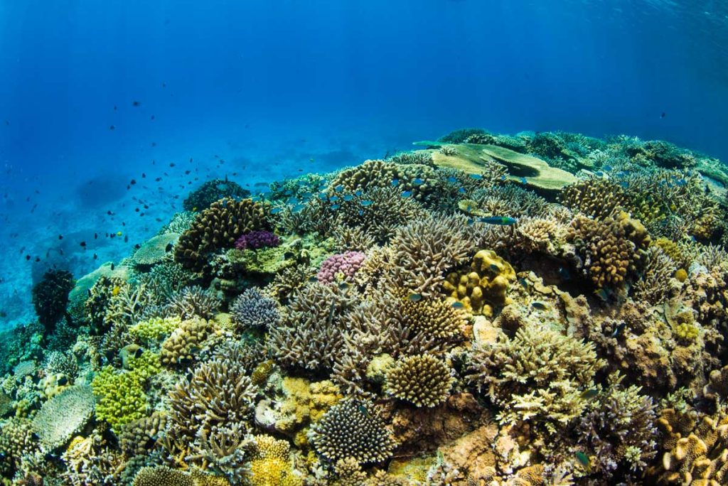水納島ダイビング・浅瀬の珊瑚と太陽の光