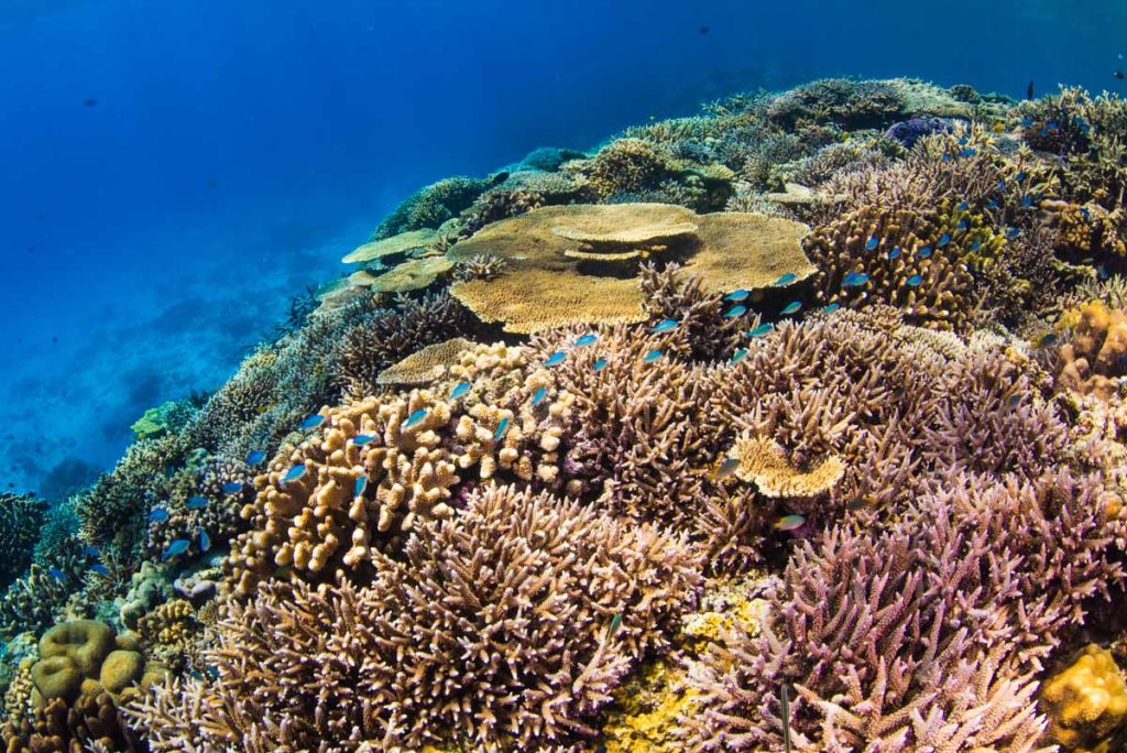 水納島ダイビング・浅瀬の珊瑚とスズメダイ