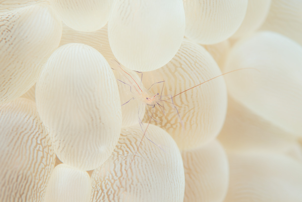 バブルコーラルシュリンプ(Bubble Coral Shrimp)
