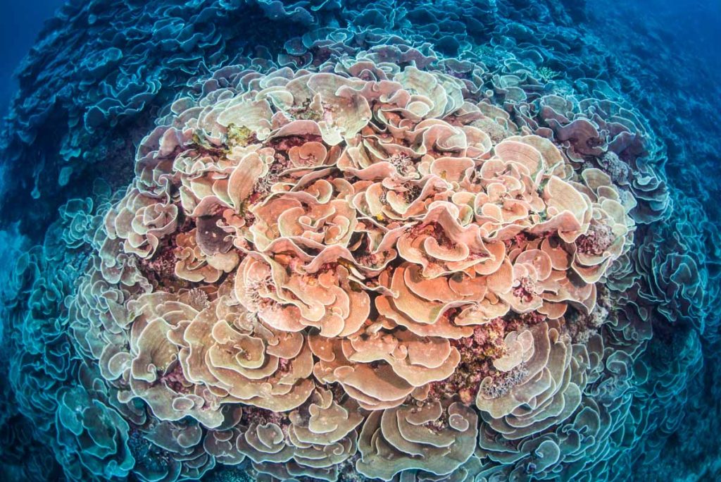 世界最大級・スリバチサンゴの大群生(浮原島)