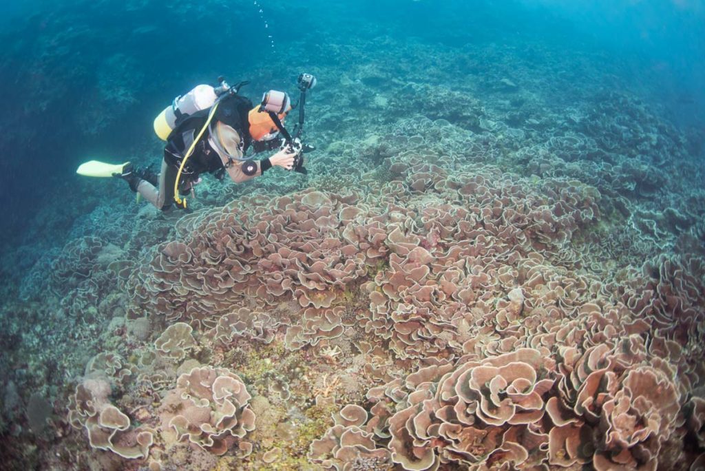 浮原島(与勝諸島)・珊瑚の群生とカメラマン