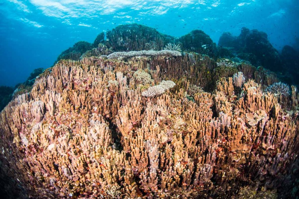 古代サンゴ(アオサンゴ)の群生③【辺野古の海を守ろう！】