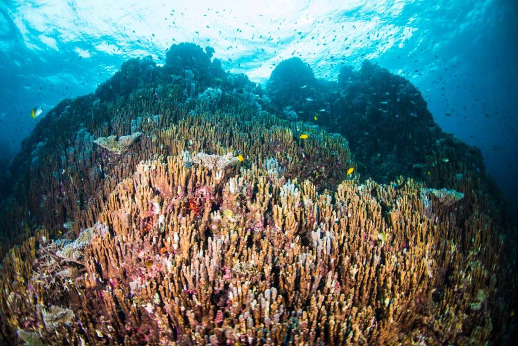 古代サンゴ(アオサンゴ)の群生⑤・辺野古の海を残そう！